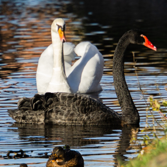 black swan featured 2