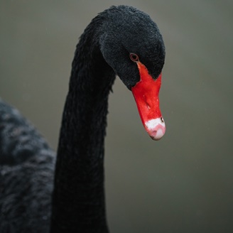black swan featured