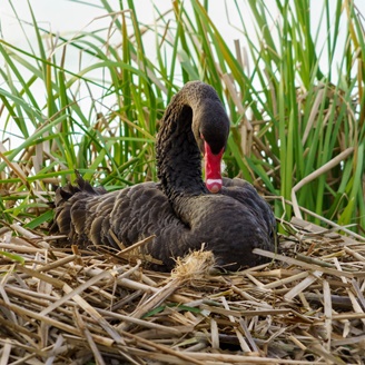 black swan featured